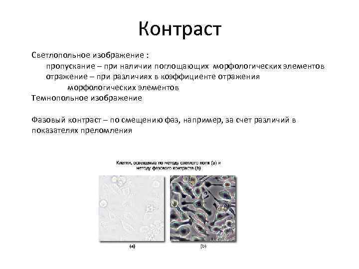 Пэм светлопольное изображение