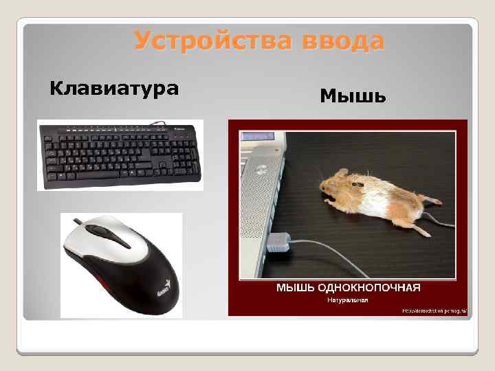Устройства ввода Клавиатура Мышь 
