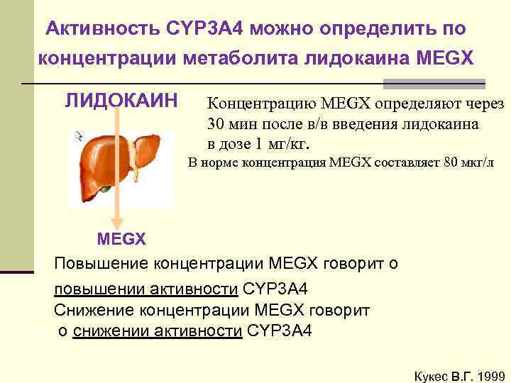 Активность CYP 3 A 4 можно определить по концентрации метаболита лидокаина MEGX ЛИДОКАИН •