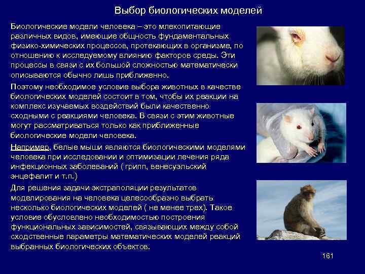 Выбор биологических моделей Биологические модели человека – это млекопитающие различных видов, имеющие общность фундаментальных