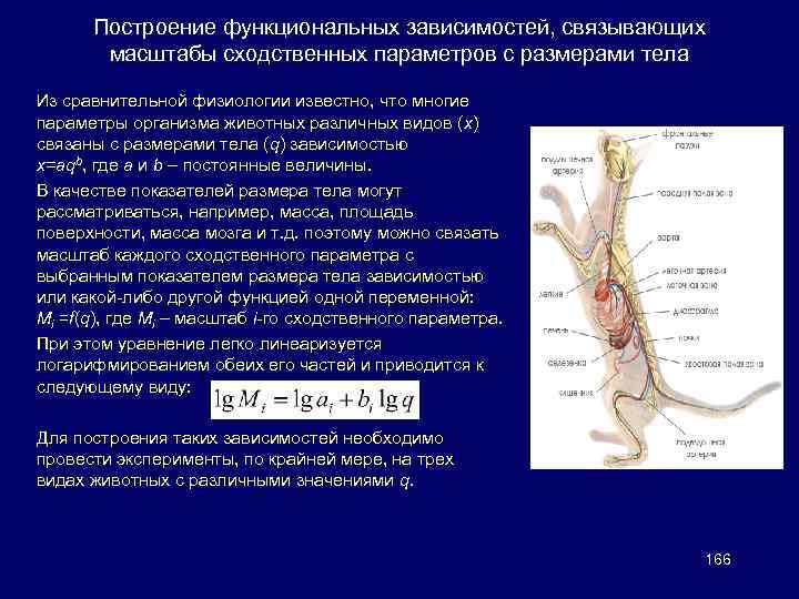 Построение функциональных зависимостей, связывающих масштабы сходственных параметров с размерами тела Из сравнительной физиологии известно,