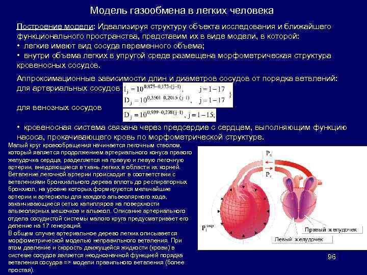 Где происходит газообмен. Газообмен в легких человека. Методы обеспечения газообмена в легких. Общая поверхность газообмена в легких. Сосуды участвующие в газообмене.