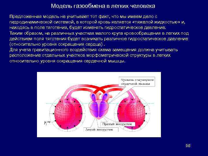 Модель газообмена в легких человека Предложенная модель не учитывает тот факт, что мы имеем