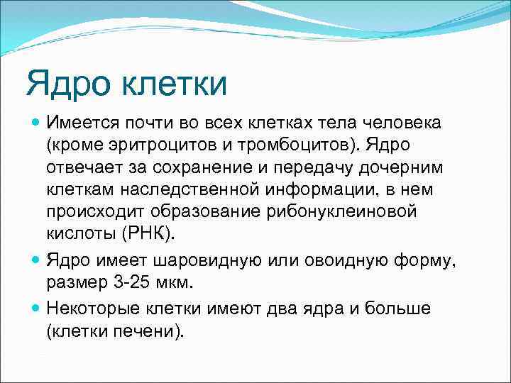 Ядро клетки Имеется почти во всех клетках тела человека (кроме эритроцитов и тромбоцитов). Ядро