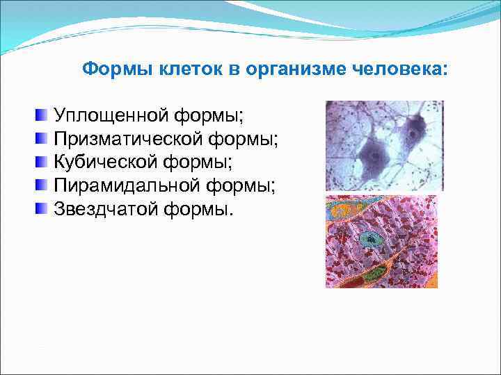 Формы клеток в организме человека: Уплощенной формы; Призматической формы; Кубической формы; Пирамидальной формы; Звездчатой