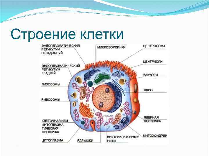 Строение клетки 