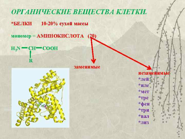 ОРГАНИЧЕСКИЕ ВЕЩЕСТВА КЛЕТКИ. *БЕЛКИ 10 -20% сухой массы мономер = АМИНОКИСЛОТА (20) Н 2