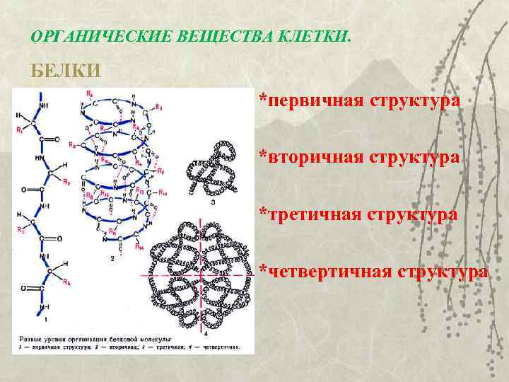 Пример первичного белка. Первичная вторичная и третичная структура белков химия. Структуры ДНК первичная вторичная и третичная четвертичная связи. Первичная вторичная третичная структура белка. Белки органическая химия структура.