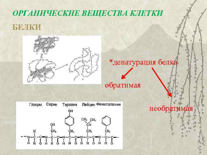 ОРГАНИЧЕСКИЕ ВЕЩЕСТВА КЛЕТКИ БЕЛКИ *денатурация белка обратимая необратимая 