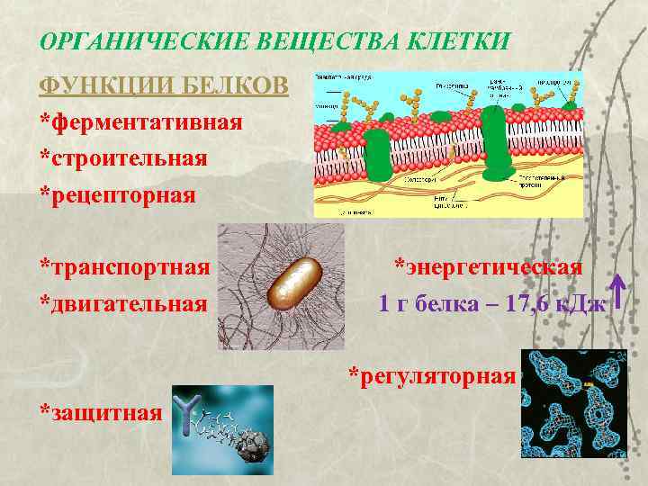 ОРГАНИЧЕСКИЕ ВЕЩЕСТВА КЛЕТКИ ФУНКЦИИ БЕЛКОВ *ферментативная *строительная *рецепторная *транспортная *двигательная *энергетическая 1 г белка