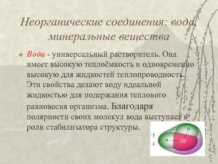 Неорганические соединения: вода, минеральные вещества v Вода - универсальный растворитель. Она имеет высокую теплоёмкость