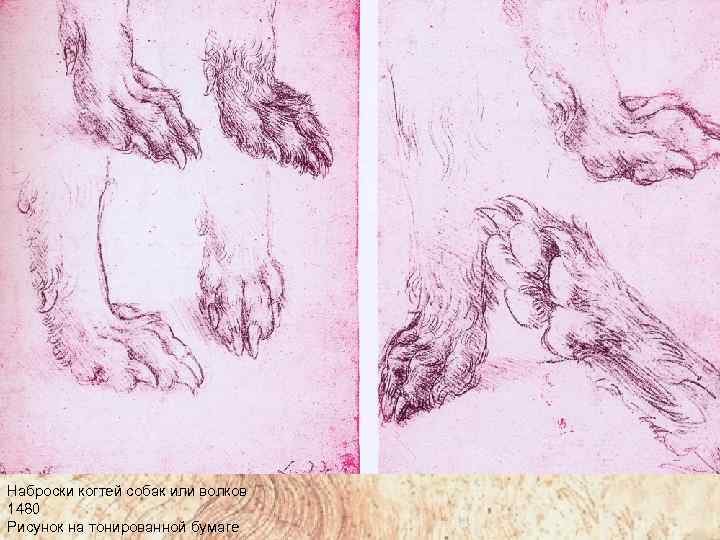 Наброски когтей собак или волков 1480 Рисунок на тонированной бумаге 