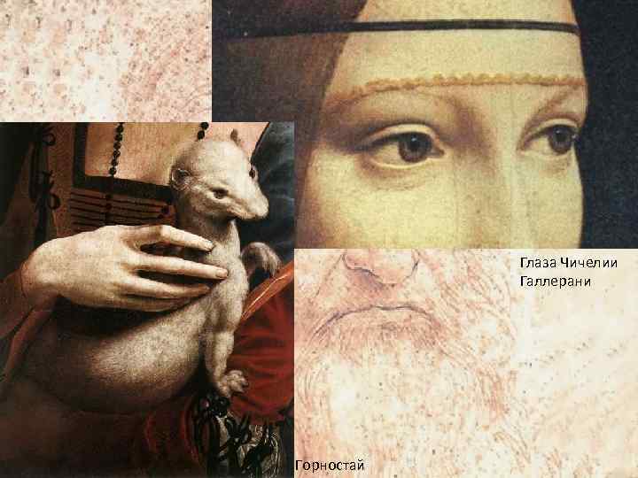 Глаза Чичелии Галлерани Горностай 