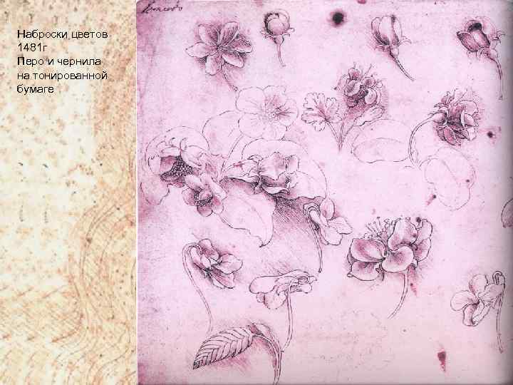 Наброски цветов 1481 г Перо и чернила на тонированной бумаге 