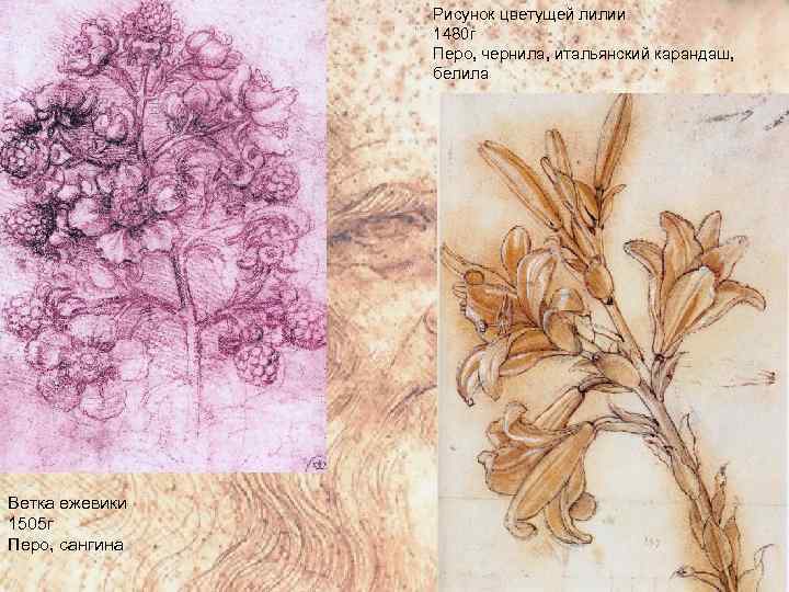 Рисунок цветущей лилии 1480 г Перо, чернила, итальянский карандаш, белила Ветка ежевики 1505 г