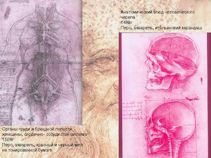 Анатомический этюд человеческого черепа 1489 г Перо, акварель, итальянский карандаш Органы груди и брюшной
