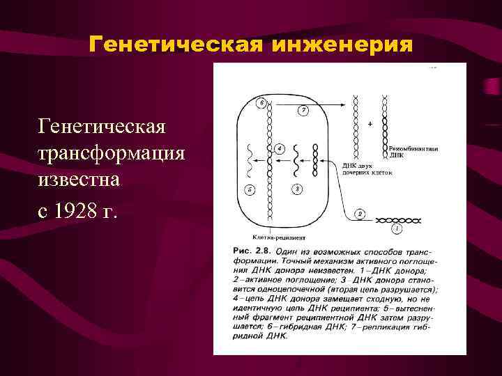 Генетическая инженерия Генетическая трансформация известна с 1928 г. 