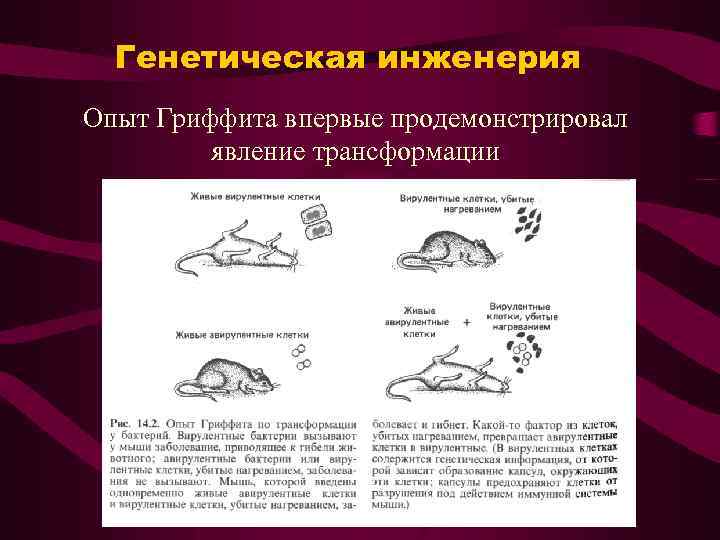 Генетическая инженерия Опыт Гриффита впервые продемонстрировал явление трансформации 