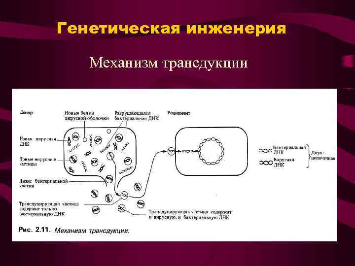 Генетическая инженерия Механизм трансдукции 