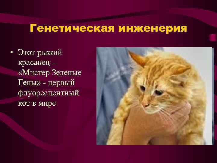 Генетическая инженерия • Этот рыжий красавец – «Мистер Зеленые Гены» - первый флуоресцентный кот