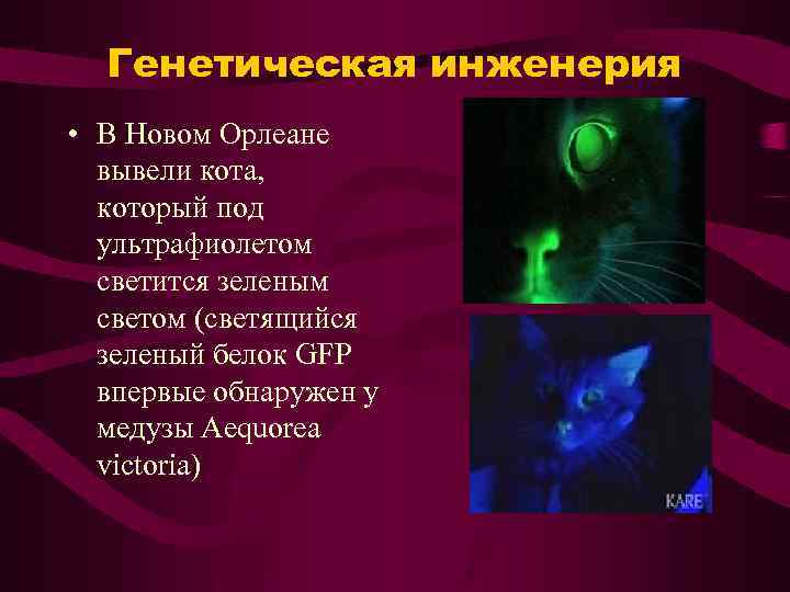 Генетическая инженерия • В Новом Орлеане вывели кота, который под ультрафиолетом светится зеленым светом