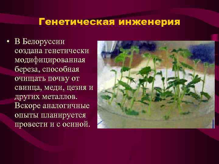 Генетическая инженерия • В Белоруссии создана генетически модифицированная береза, способная очищать почву от свинца,