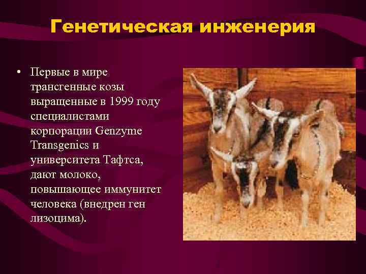 Генетическая инженерия • Первые в мире трансгенные козы выращенные в 1999 году специалистами корпорации