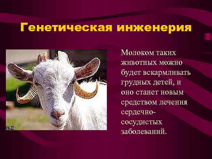 Генетическая инженерия Молоком таких животных можно будет вскармливать грудных детей, и оно станет новым