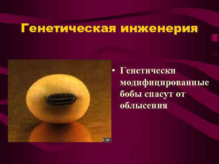 Генетическая инженерия • Генетически модифицированные бобы спасут от облысения 