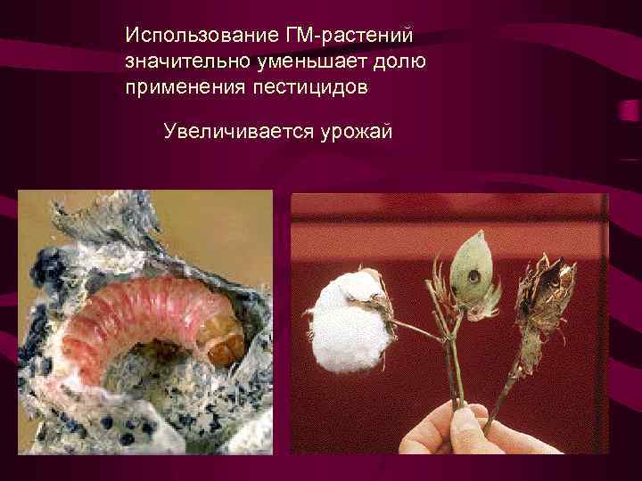 Использование ГМ-растений значительно уменьшает долю применения пестицидов Увеличивается урожай 