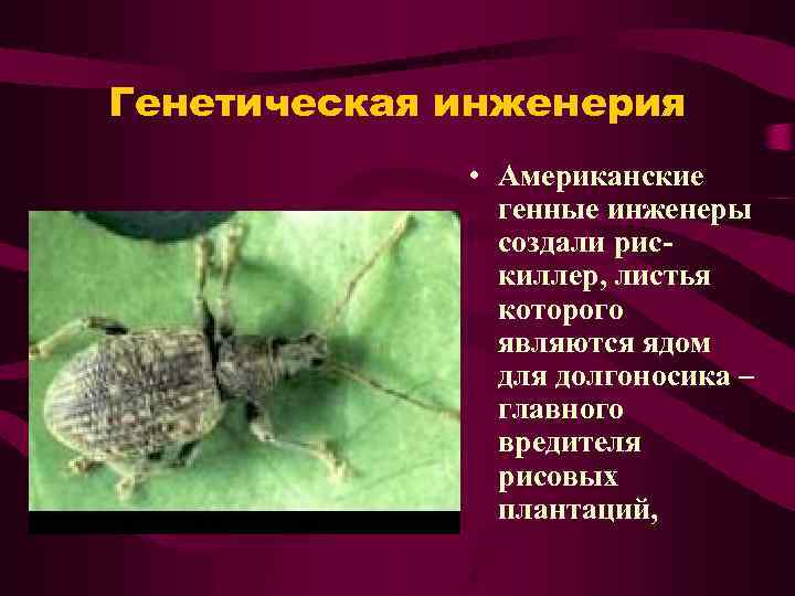 Генетическая инженерия • Американские генные инженеры создали рискиллер, листья которого являются ядом для долгоносика