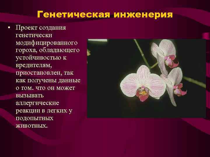 Генетическая инженерия • Проект создания генетически модифицированного гороха, обладающего устойчивостью к вредителям, приостановлен, так