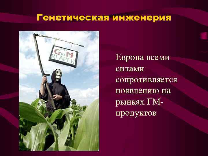 Генетическая инженерия Европа всеми силами сопротивляется появлению на рынках ГМпродуктов 