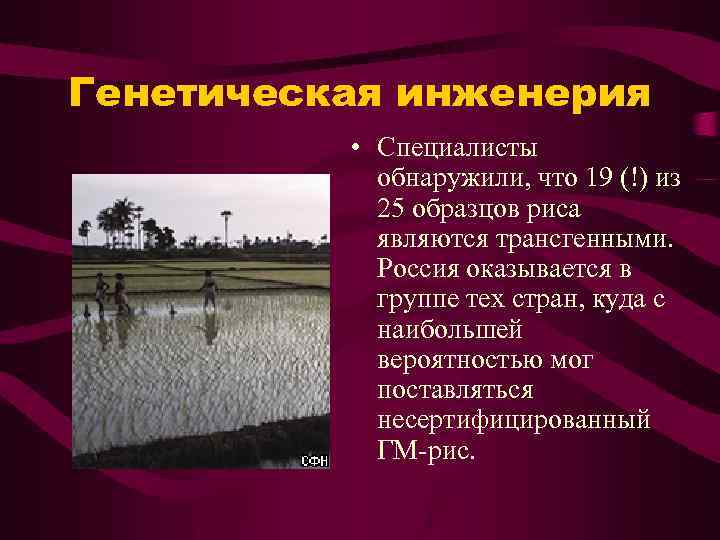 Генетическая инженерия • Специалисты обнаружили, что 19 (!) из 25 образцов риса являются трансгенными.