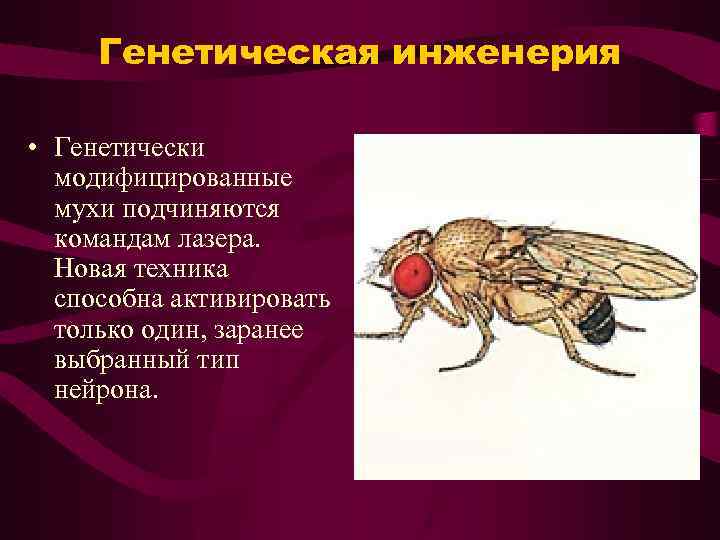 Генетическая инженерия • Генетически модифицированные мухи подчиняются командам лазера. Новая техника способна активировать только