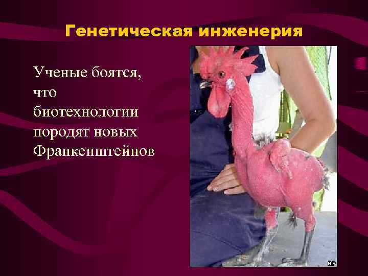 Генетическая инженерия Ученые боятся, что биотехнологии породят новых Франкенштейнов 