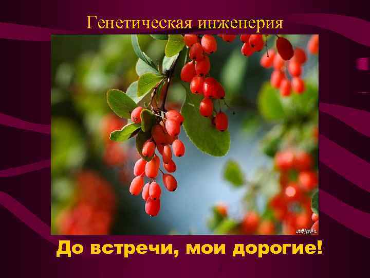 Генетическая инженерия До встречи, мои дорогие! 
