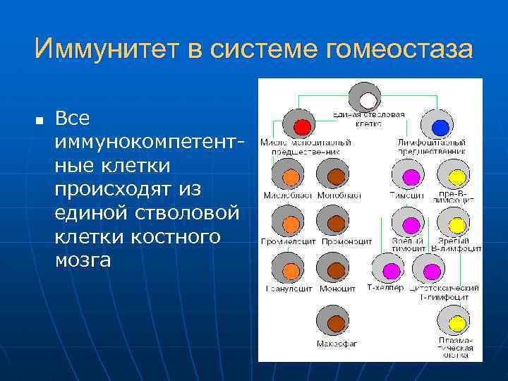 Иммунитет в системе гомеостаза n Все иммунокомпетентные клетки происходят из единой стволовой клетки костного