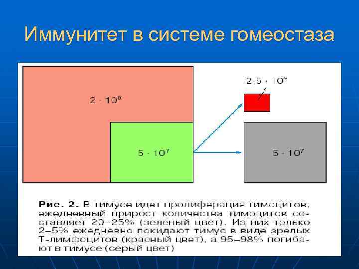 Иммунитет в системе гомеостаза 