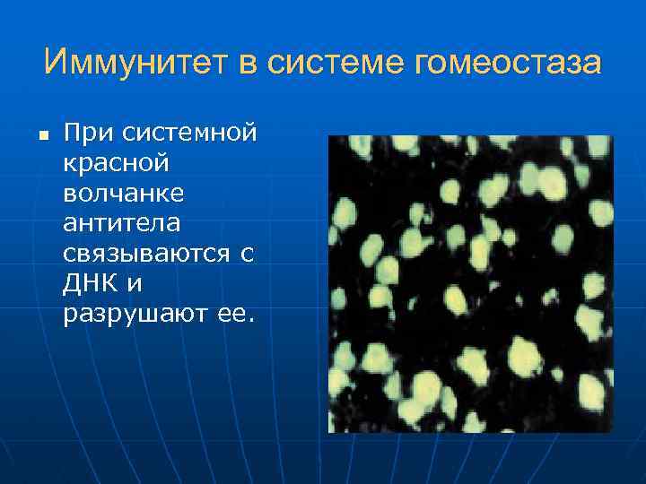 Иммунитет в системе гомеостаза n При системной красной волчанке антитела связываются с ДНК и