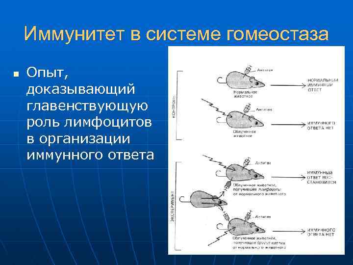 Иммунитет в системе гомеостаза n Опыт, доказывающий главенствующую роль лимфоцитов в организации иммунного ответа