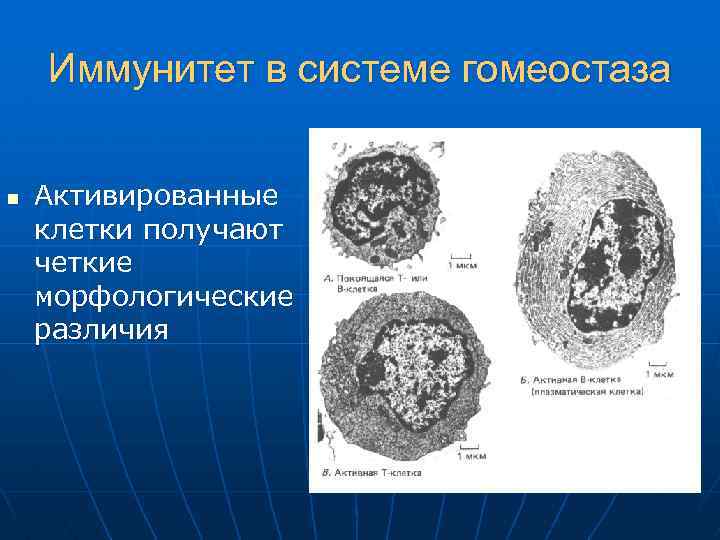 Иммунитет в системе гомеостаза n Активированные клетки получают четкие морфологические различия 