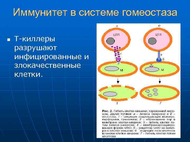 Иммунитет в системе гомеостаза n Т-киллеры разрушают инфицированные и злокачественные клетки. 