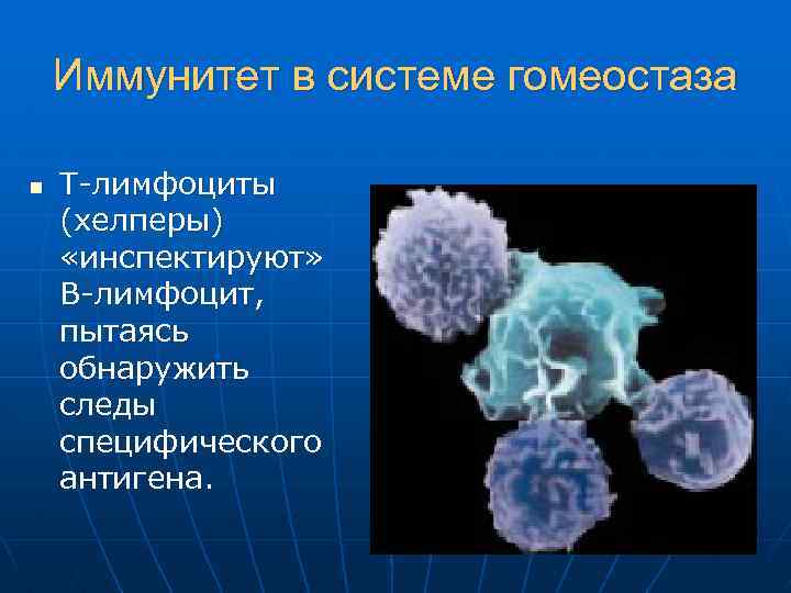 Иммунитет в системе гомеостаза n Т-лимфоциты (хелперы) «инспектируют» В-лимфоцит, пытаясь обнаружить следы специфического антигена.