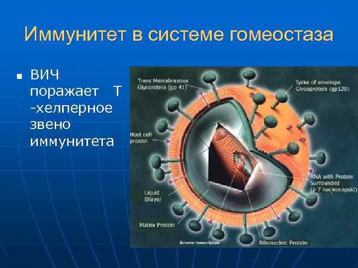 Иммунитет в системе гомеостаза n ВИЧ поражает Т -хелперное звено иммунитета 