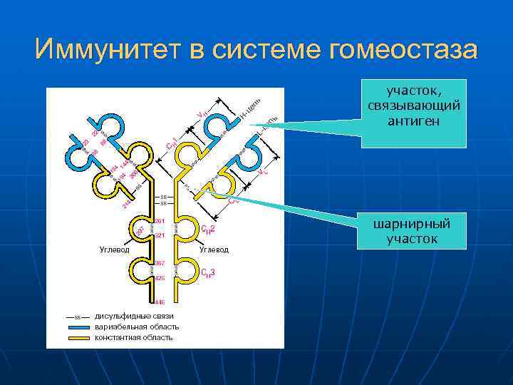 Иммунитет в системе гомеостаза участок, связывающий антиген шарнирный участок 