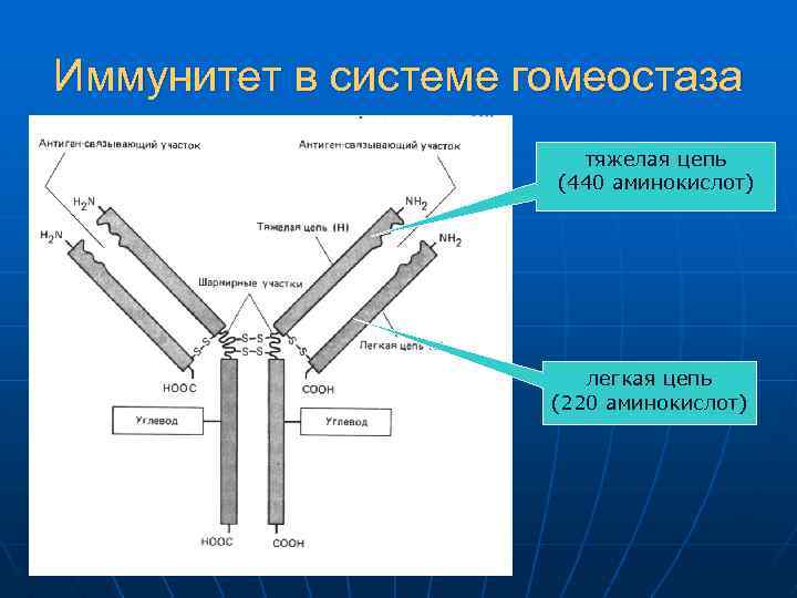 Иммунитет в системе гомеостаза тяжелая цепь (440 аминокислот) легкая цепь (220 аминокислот) 