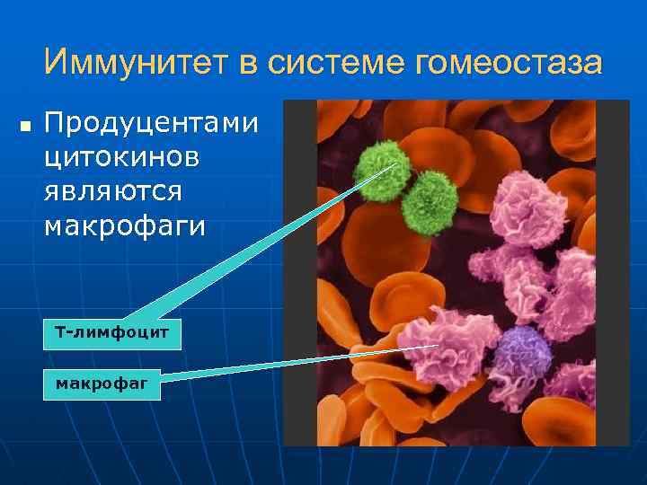 Иммунитет в системе гомеостаза n Продуцентами цитокинов являются макрофаги Т-лимфоцит макрофаг 