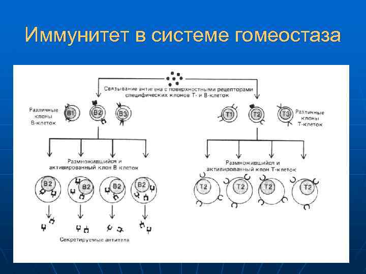 Схема нарушения гомеостаза при различных терминальных состояниях