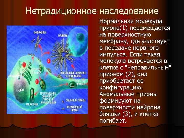 Нетрадиционное наследование Нормальная молекула приона(1) перемещается на поверхностную мембрану, где участвует в передаче нервного